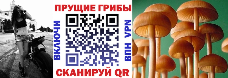 Псилоцибиновые грибы мицелий  купить наркотики цена  Горбатов 